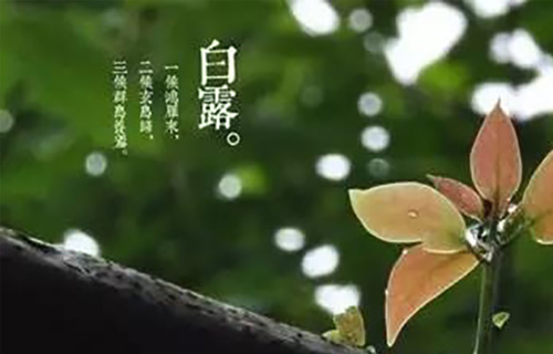 “白露”养生：宜吃酸食养肝
