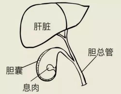 胆囊保不保，看了这篇就知道！